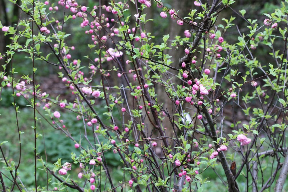 Prunus triloba wächst eher langsam