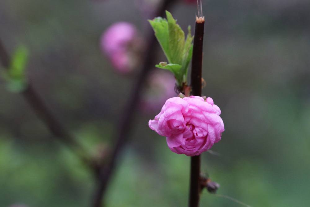 sich öffnende Blüte am Mandelstrauch