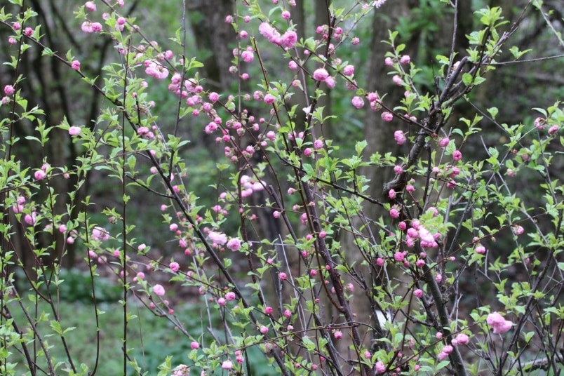 Mandelbäumchen (Prunus triloba)