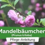 Mandelbäumchen (Prunus triloba)