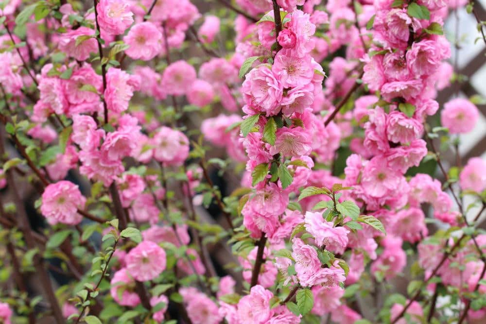 Prunus dulcis mit hellrosa Blütenfarbe