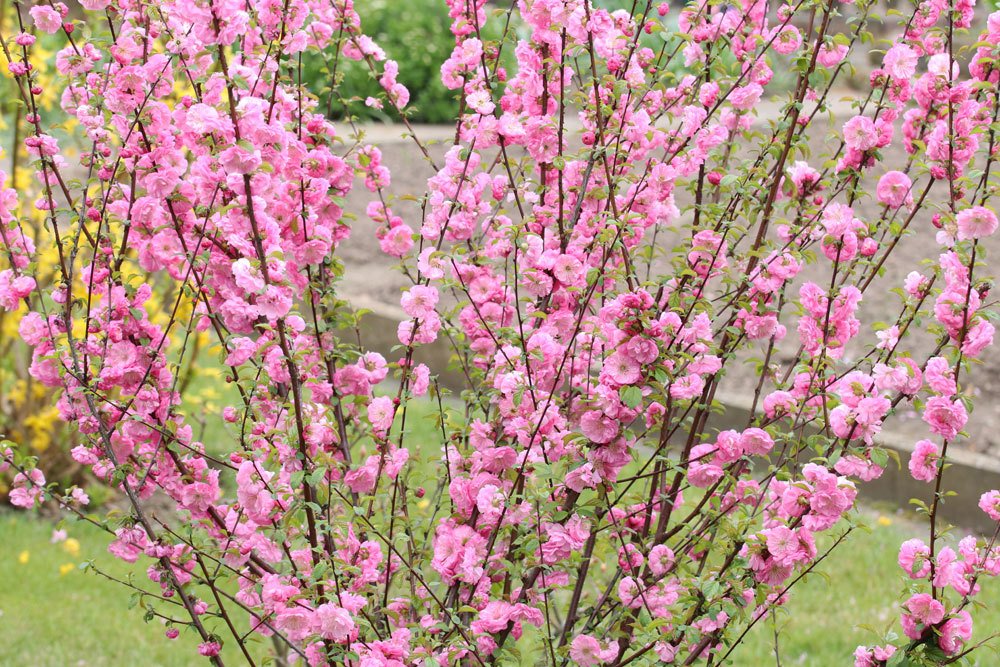 Mandelbaum im Garten