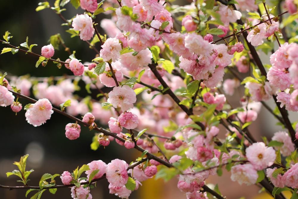 Prunus dulcis stammt aus Südostasien