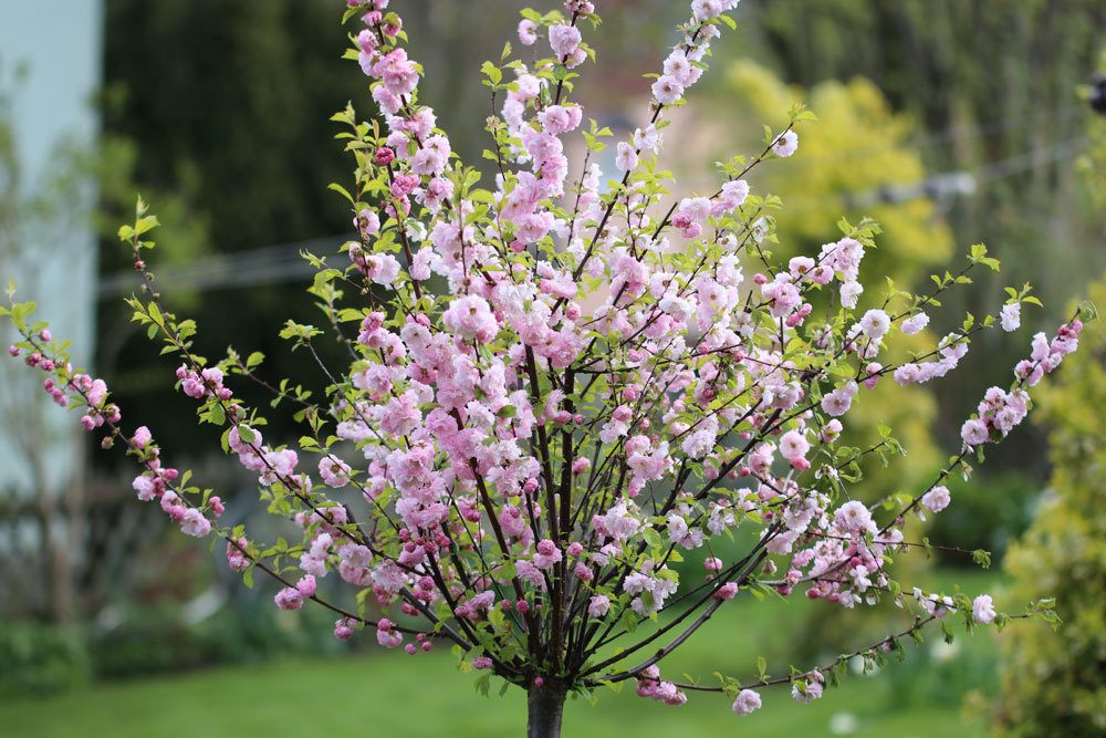 Mandelbaum, Prunus dulcis, Essmandel richtig pflegen