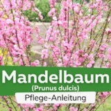 Mandelbaum (Prunus dulcis)