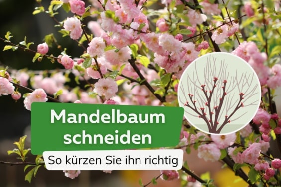 Mandelbaum schneiden - so kürzen Sie den Mandelstrauch richtig