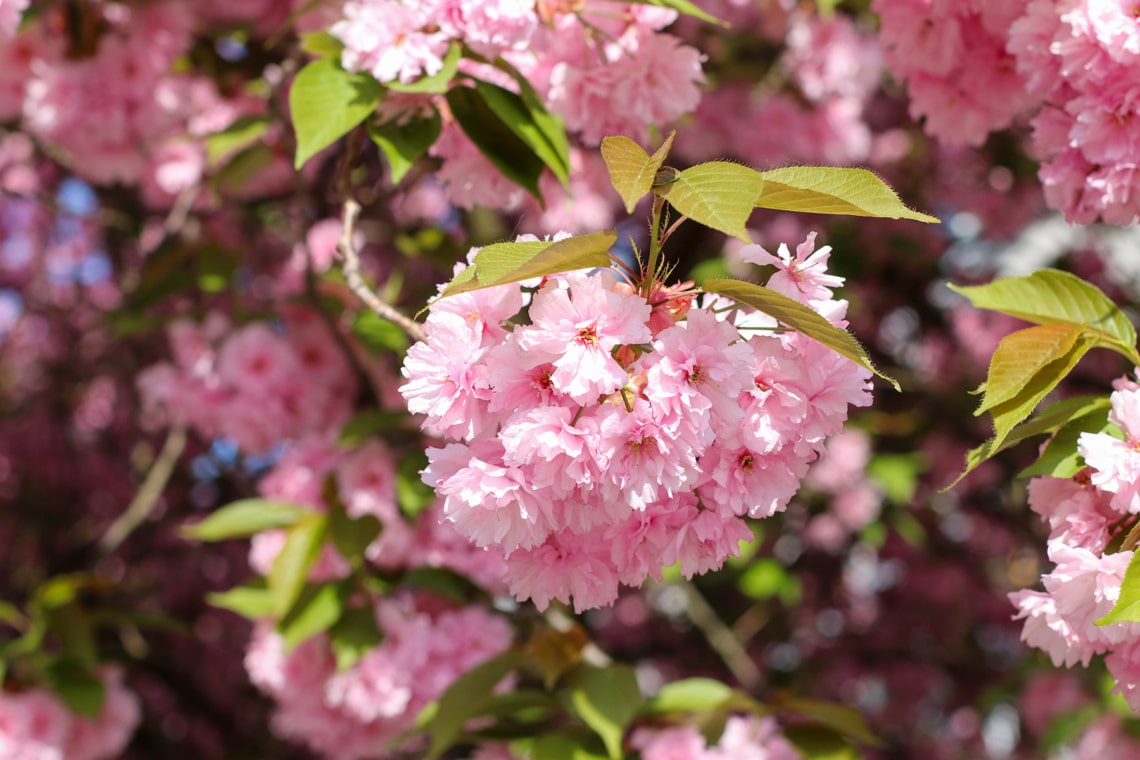 rosa Blüten des Mandelbaum