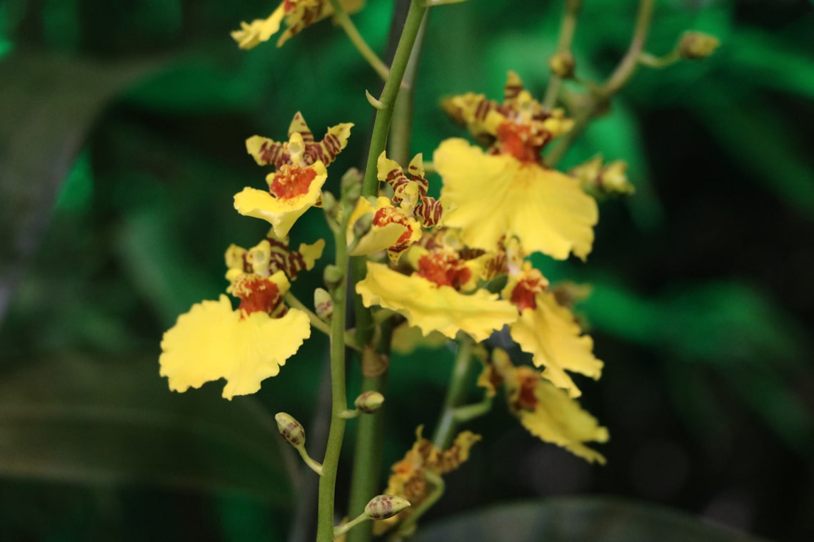 Orchideen (Orchidaceae Oncidium)