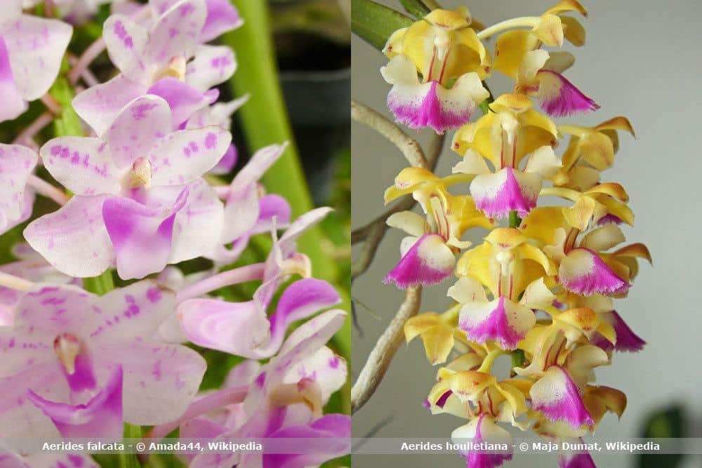 Orchideenart, Aerides