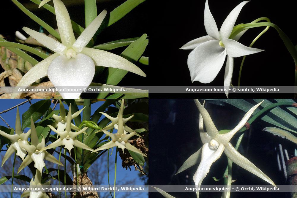 Orchideenart, Angraecum