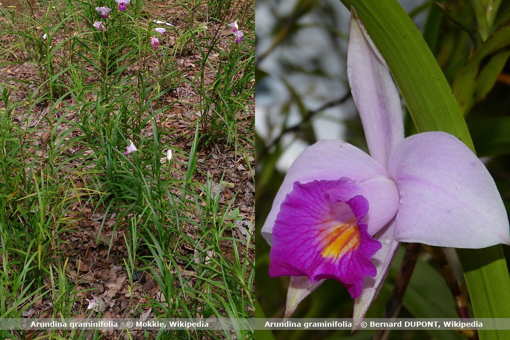 Orchideenart, Arundina graminifolia