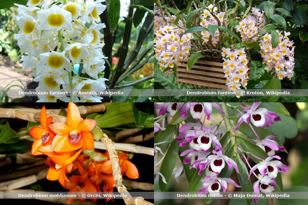 Orchideenart, Dendrobium