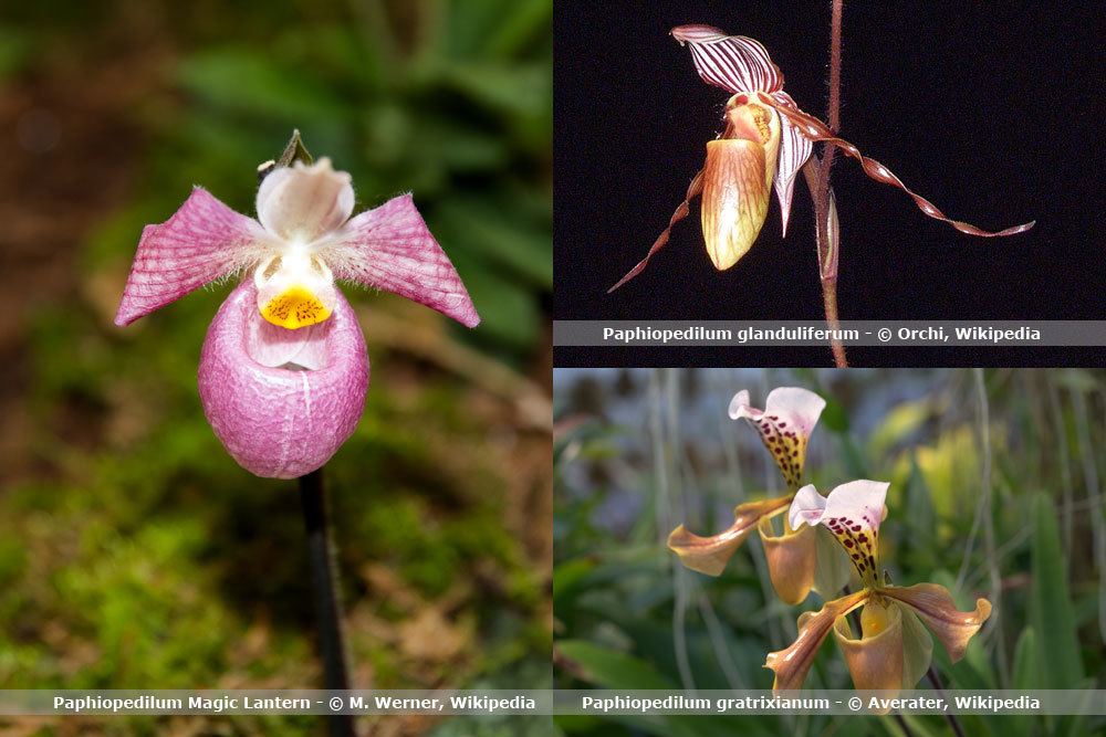 Orchideenart, Paphiopedilum