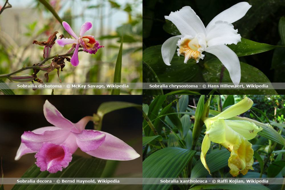 Orchideenart, Sobralia