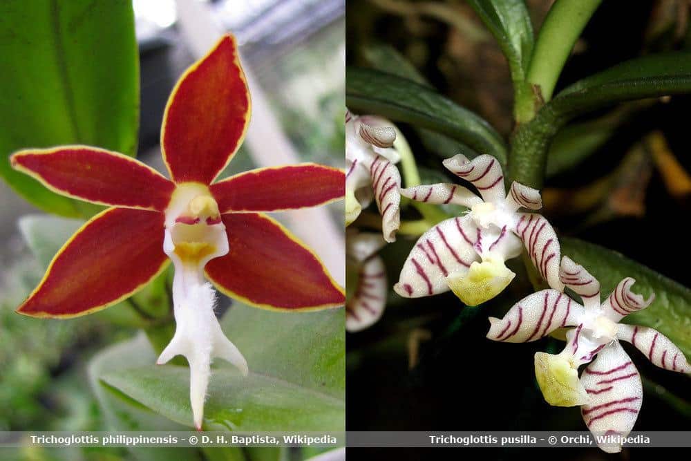 Orchideenart, Trichoglottis