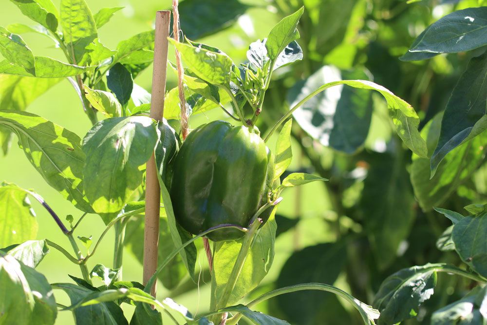 Paprika im Freien anbauen