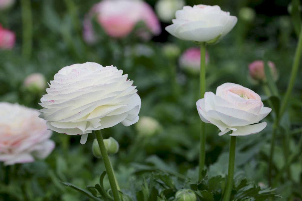 Ranunculus asiaticus mit weißer Blütenfarbe