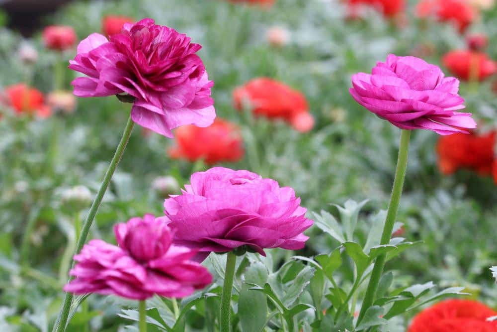 Ranunculus asiaticus mit violetter Blütenfarbe