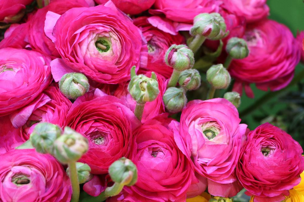 Ranunkel, Ranunculus asiaticus richtig pflegen