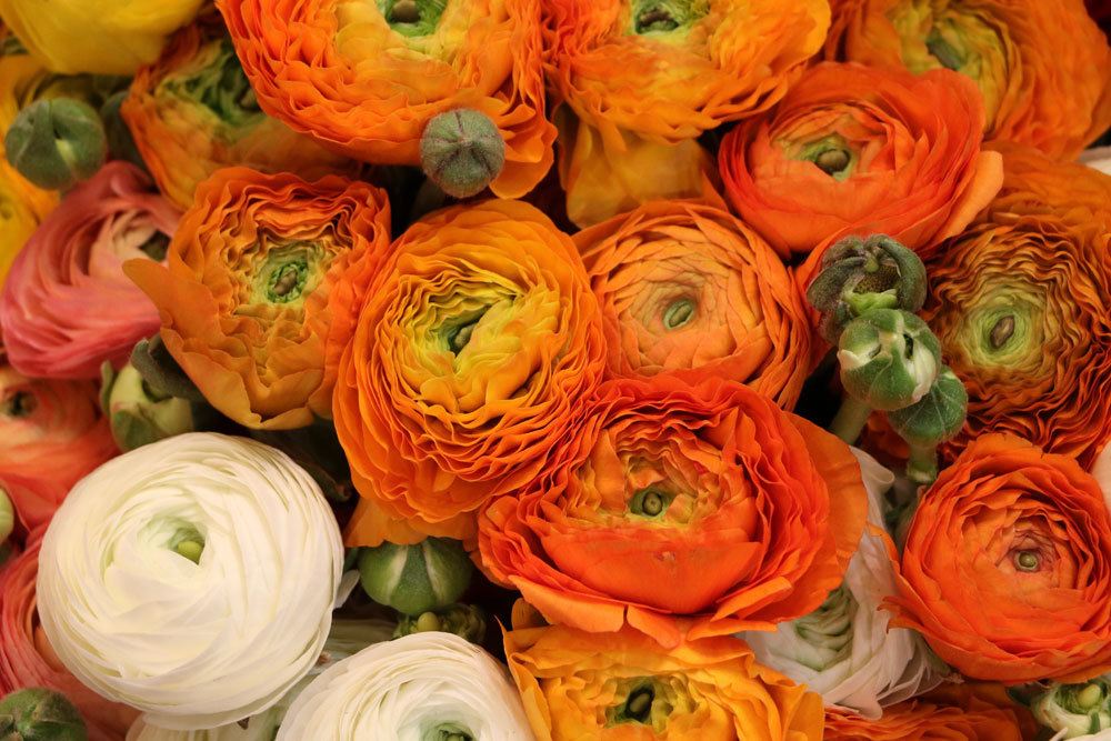 Ranunculus asiaticus ist ein leuchtender Frühlingsblüher