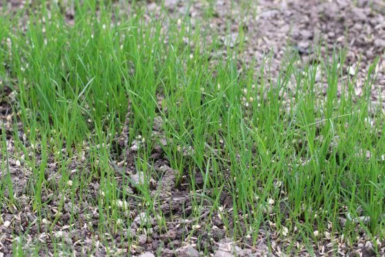 Frisch gesäten Rasen mähen ab wann ist Rasenmähen sinnvoll?