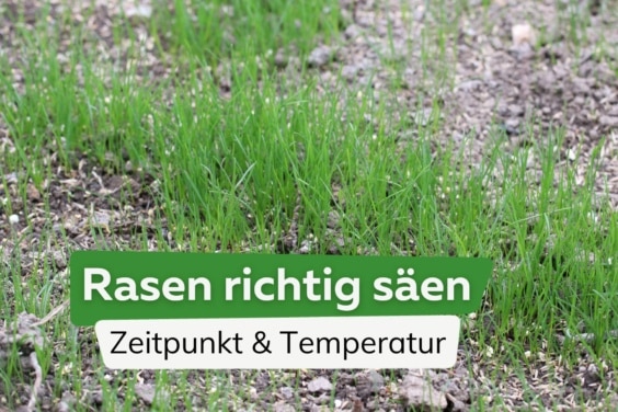 Rasen säen - wann ist der beste Zeitpunkt? Ideale Temperatur?