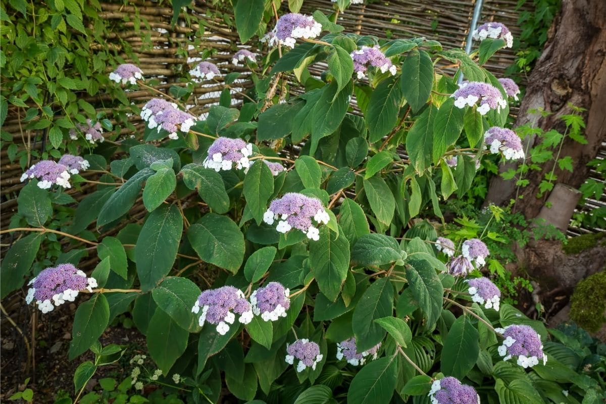 Samthortensie (Hydrangea sargentiana)