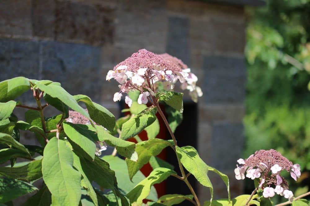 Hydrangea sargentiana blüht von Juli bis Mitte September