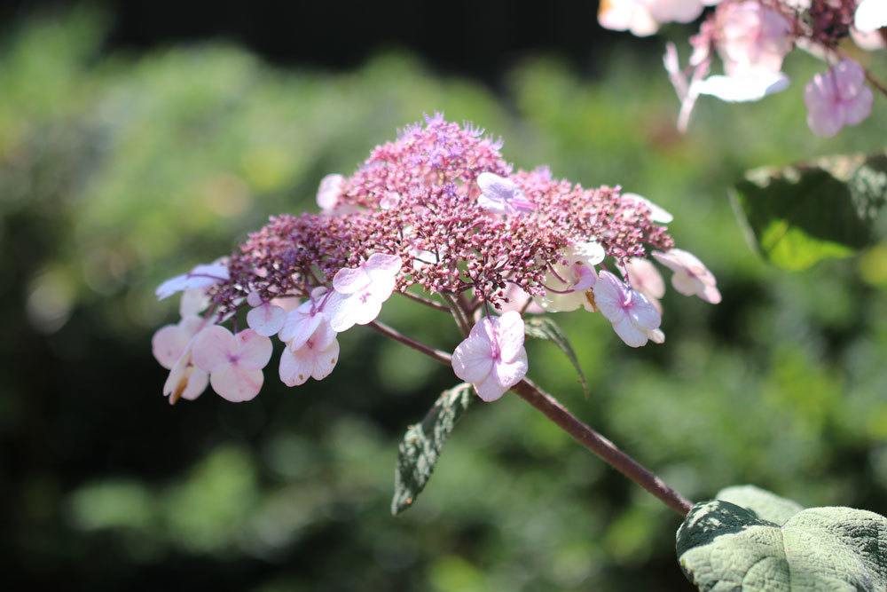 Hydrangea sargentiana wächst als Strauch oder Baum