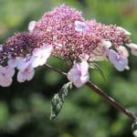 Samthortensie, Hydrangea sargentiana richtig pflegen