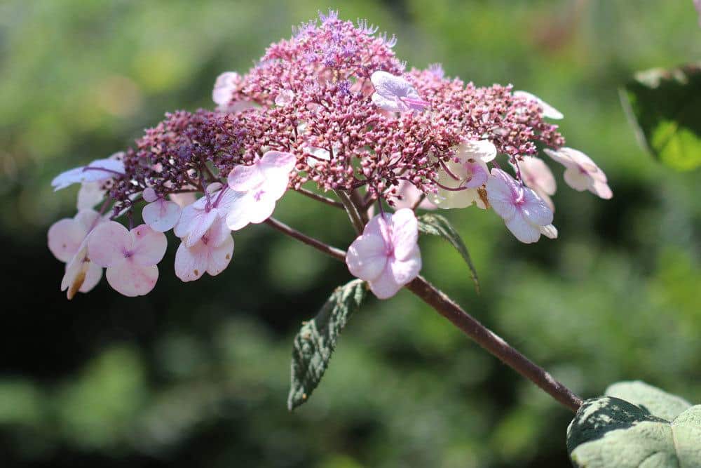 Samthortensie, Hydrangea sargentiana richtig pflegen