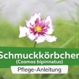 Schmuckkörbchen (Cosmos bipinnatus)