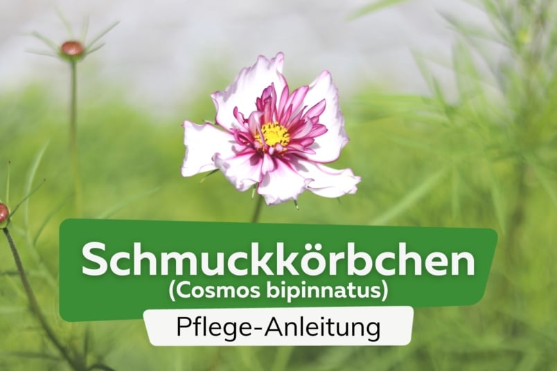 Schmuckkörbchen (Cosmos bipinnatus)