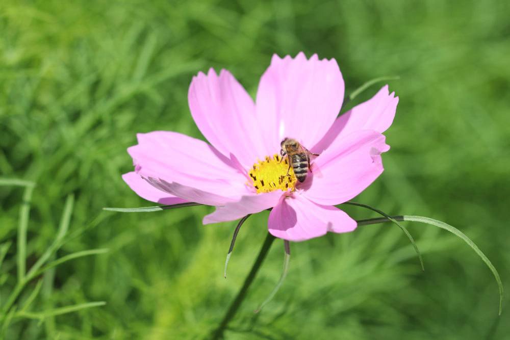 Cosmea lockt Bienen und Schmetterlinge in den Garten