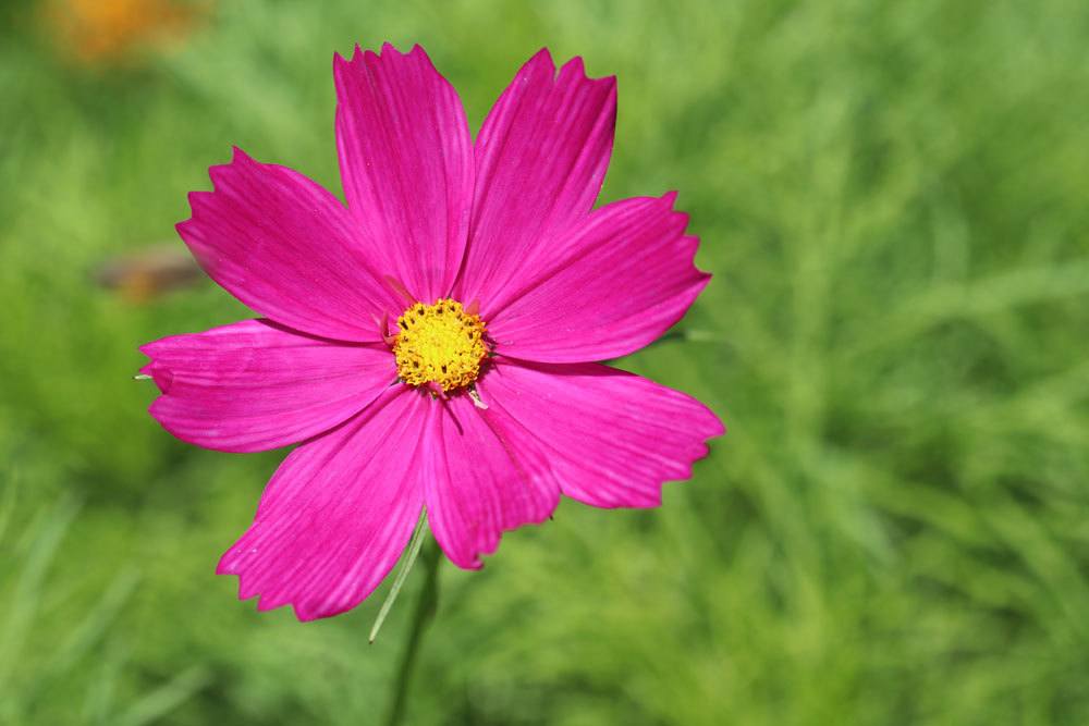 Cosmos bipinnatus ist eine ungiftige Pflanze