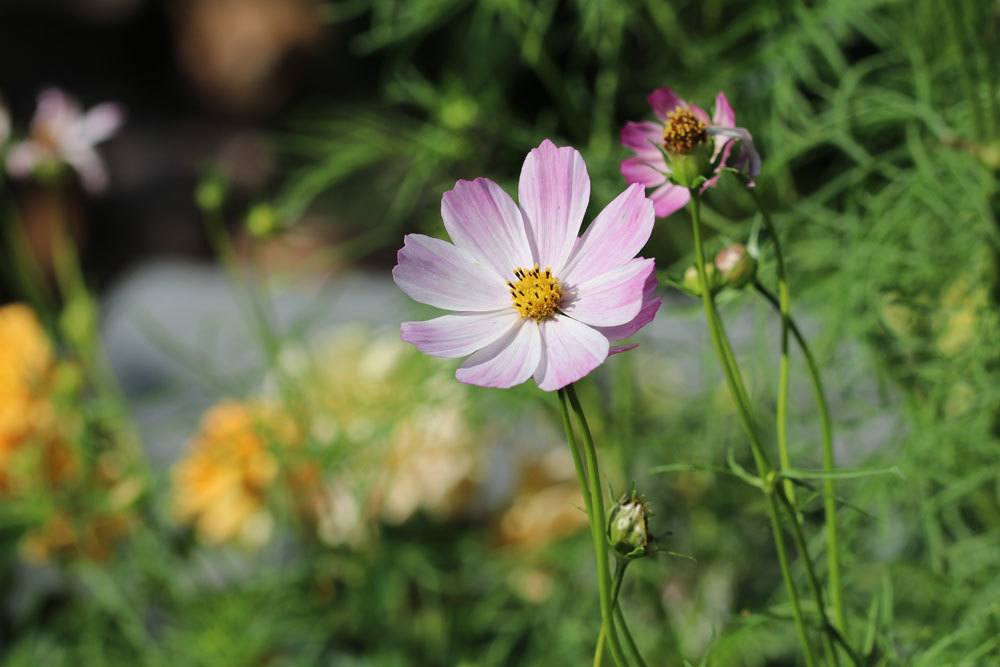 Cosmea vermehrt sich durch Selbstaussaat