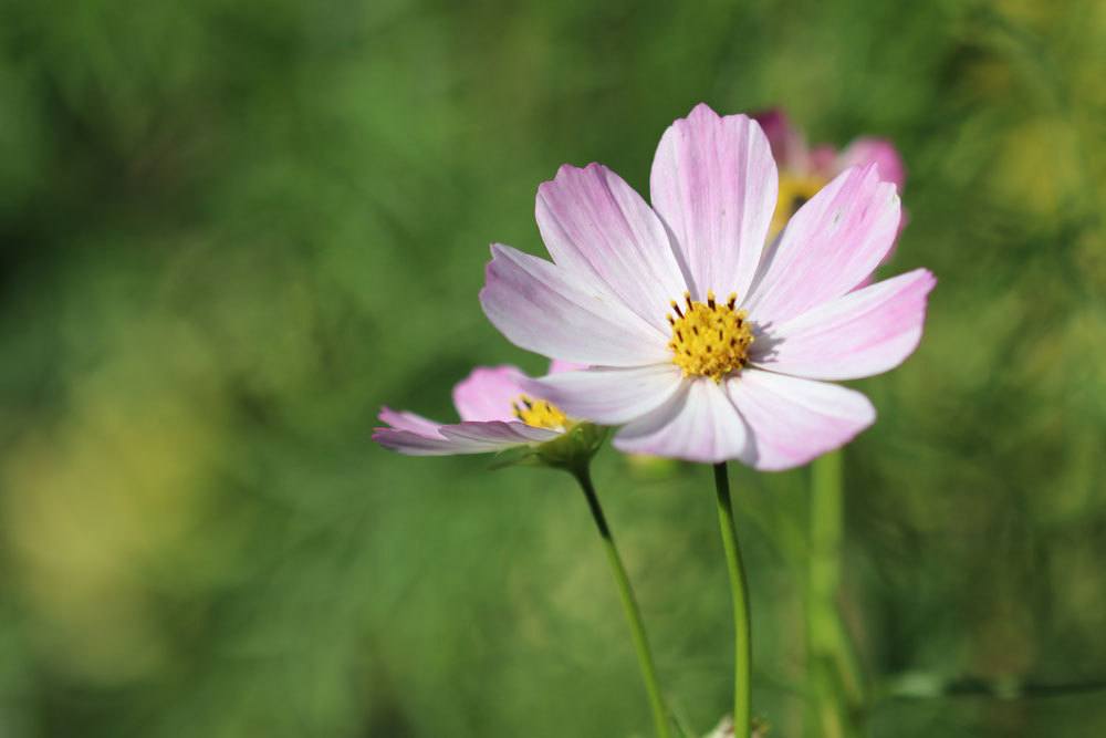 Cosmea ist eine einjährige Pflanze