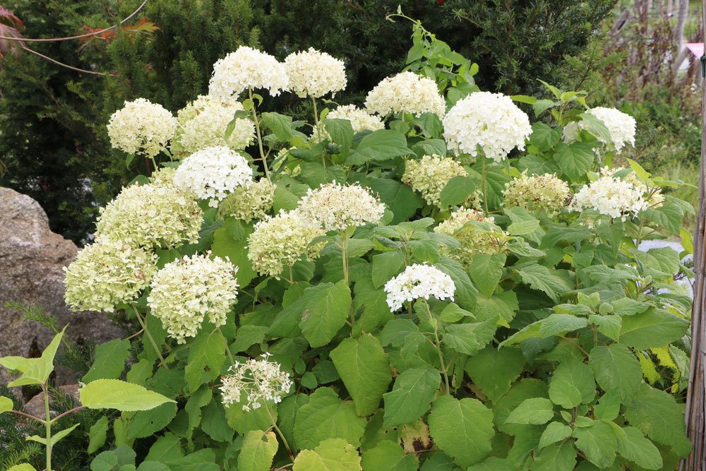 Schneeballhortensie, Hydrangea arborescens, weißblühender Strauch