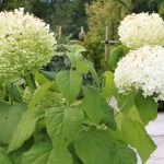 Schneeballhortensie, Hydrangea arborescens ‚