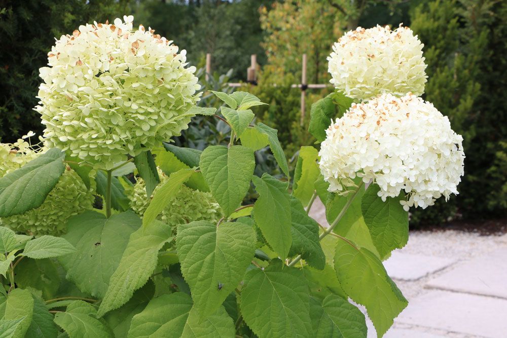 Schneeballhortensie, Hydrangea arborescens ‚