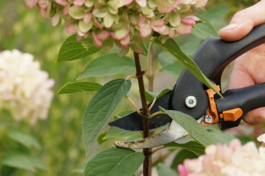 Darf man verblühte Blüten von Hortensien abschneiden? Das ist ratsam