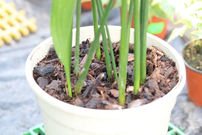 Schusterpalme (Aspidistra) - Blick auf das Substrat