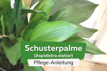 Schusterpalme (Aspidistra elatior)