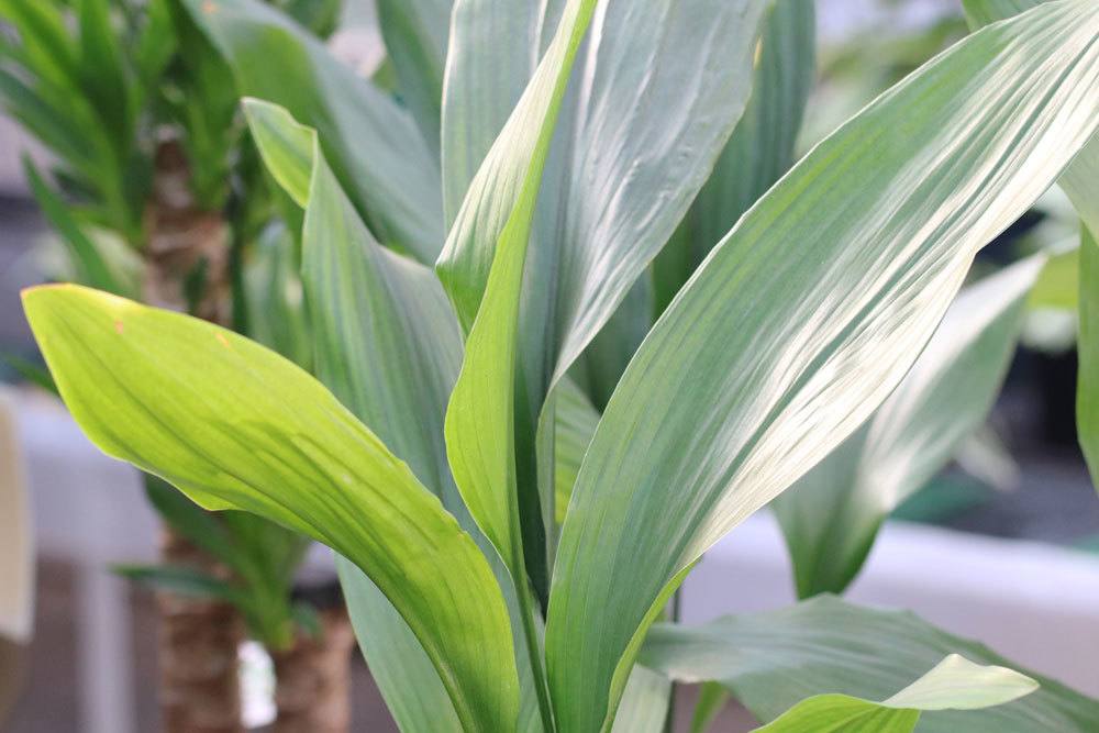 Aspidistra mag einen halbschattigen Standort