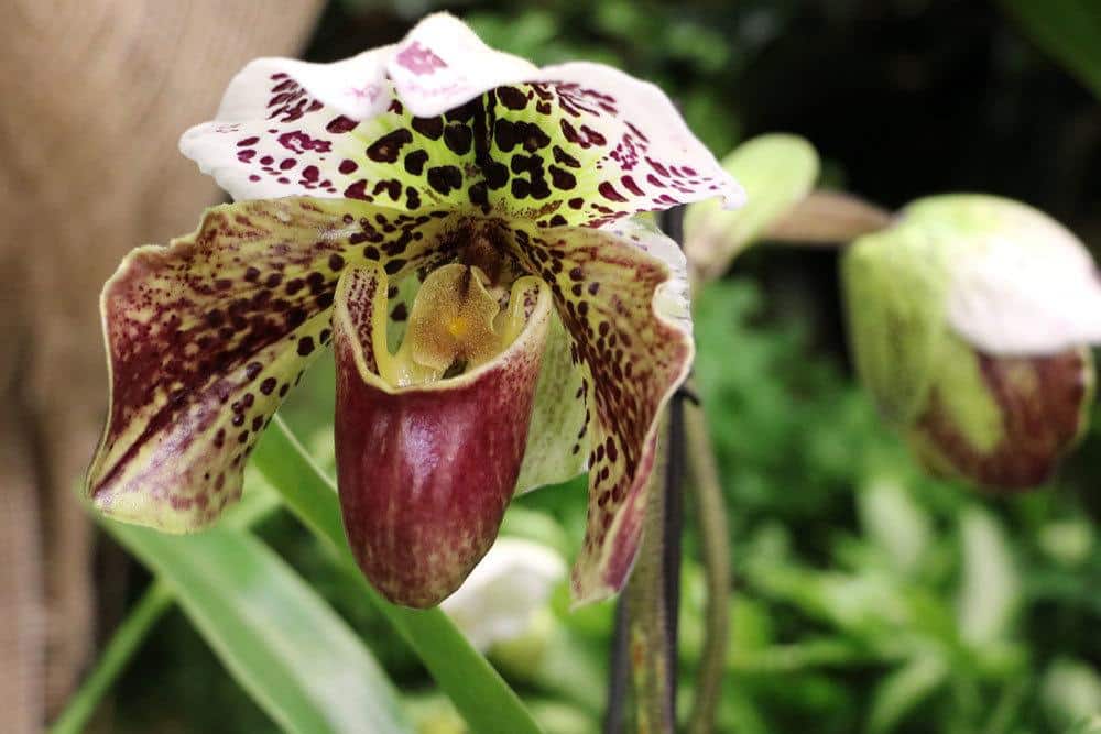 Orchidee, Cypripedium, Frauenschuh