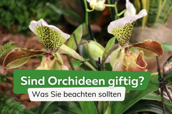 Sind Orchideen giftig? Das ist bei Kindern und Katzen zu beachten