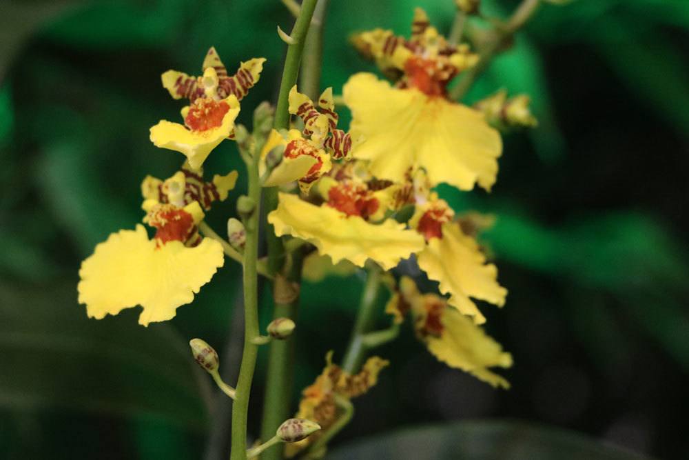 Orchidee, Oncidium kann für Katzen gefährlich sein