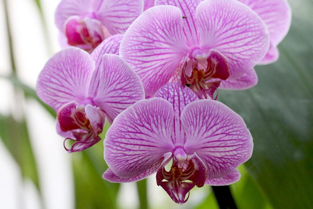 Orchideen enthalten toxische Stoffe