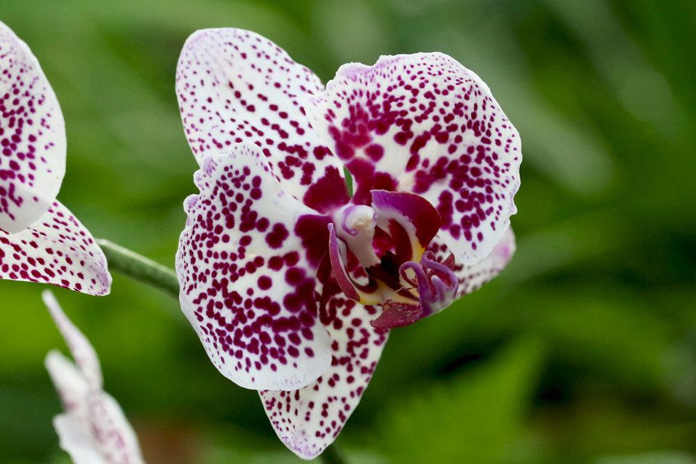 Orchidee, Phalaenopsis kann für Kleinkinder Gefahren bergen