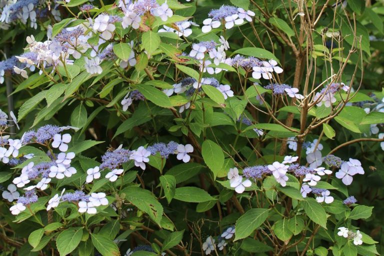 Tellerhortensie schneiden: so treibt sie stark mit vielen Blüten